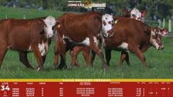 L 34 - 4 Vacas Braford Prenhas - Sil�ncio