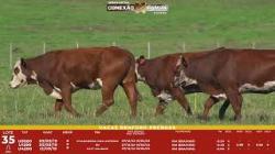 L 35 - 3 Vacas Braford Prenhas - Sil�ncio