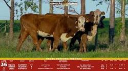 L 36 - 3 Vacas Braford Prenhas - Sil�ncio