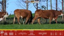 L 37 - 3 Vacas Braford Prenhas - Sil�ncio