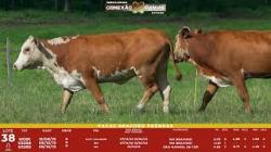L 38 - 3 Vacas Braford Prenhas - Sil�ncio