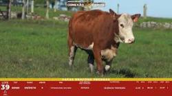 L 39 - 1 Vaca Braford Prenha - Sil�ncio