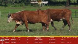 L 40 - 2 Vacas Braford Prenhas - Sil�ncio