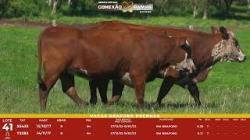 L 41 - 2 Vacas Braford Prenhas - Sil�ncio