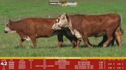 L 42 - 4 Vacas Braford Prenhas - Sil�ncio