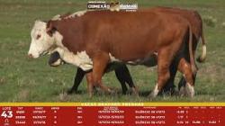L 43 - 3 Vacas Braford Prenhas - Sil�ncio