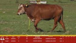 L 44 - 2 Vacas Braford Prenhas - Sil�ncio