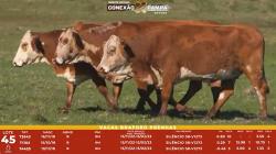 L 45 - 3 Vacas Braford Prenhas - Sil�ncio
