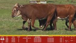 L 46 - 4 Vacas Braford Prenhas - Sil�ncio