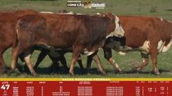 L 47 - 5 Vacas Braford Prenhas - Sil�ncio