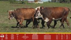 L 48 - 5 Vacas Braford Prenhas - Sil�ncio