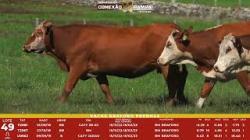 L 49 - 3 Vacas Braford Prenhas - Sil�ncio