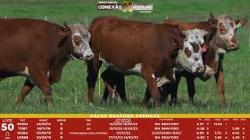 L 50 - 4 Vacas Braford Prenhas - Sil�ncio