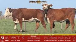 L 51 - 2 Novilhas Braford 2,5a Prenhas - S�o Fernando