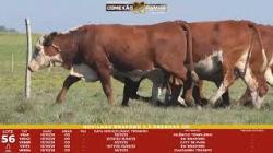 L 56 - 5 Novilhas Braford 2,5a Prenhas - Sil�ncio