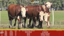 L 57 - 5 Novilhas Braford 2,5a Prenhas - Sil�ncio