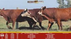 L 58 - 5 Novilhas Braford 2,5a Prenhas - Sil�ncio