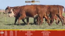 L 59 - 5 Novilhas Braford 2,5a Prenhas - Sil�ncio