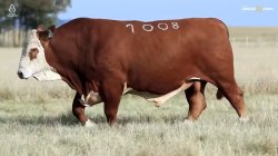TAT Y1008