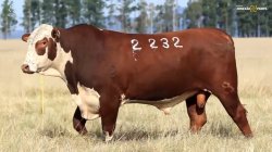 TAT Y2232