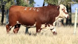 TAT Y2340