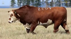 TAT Y2509