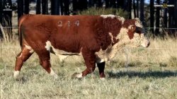 TAT Y214