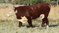 TAT Y217