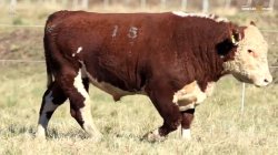 TAT Y15