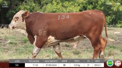 TAT Y134