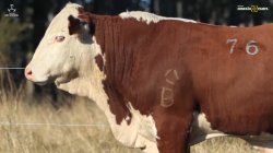 TAT Y76