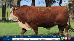 TAT Y1029