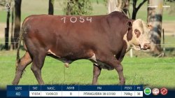 TAT Y1054