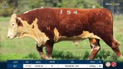 TAT Y154