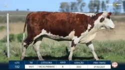 5 VACAS BRAFORD PRENHAS