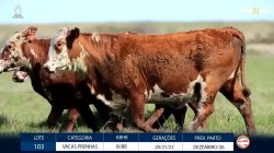 3 VACAS BRAFORD PRENHAS
