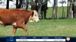 2 VACAS BRAFORD PRENHAS