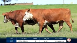 2 VACAS BRAFORD PRENHAS