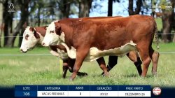 2 VACAS BRAFORD PRENHAS