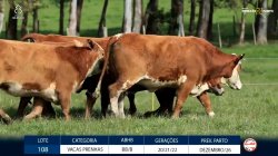 5 VACAS BRAFOR PRENHAS