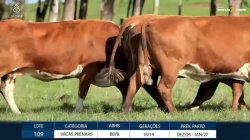 4 VACAS BRAFORD PRENHAS