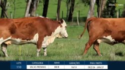 4 VACAS BRAFORD PRENHAS