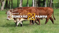 4 VACAS BRAFORD PRENHAS