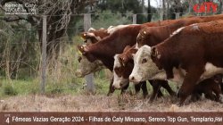 6 FEMEAS VAZIAS - PESO MEDIO 381KG