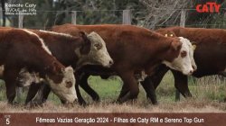 5 FEMEAS VAZIAS - PESO MEDIO 381KG
