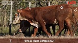 6 FEMEAS VAZIAS - PESO MEDIO 396