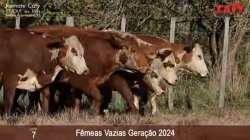 7 FEMEAS VAZIAS - PESO MEDIO 380KG