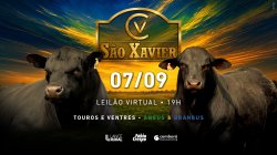 Leil�o S�o Xavier 2026