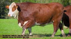 FIV Q066
