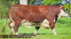 FIV M096